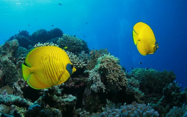 Sharm El-Sheikh, Egyptian Dive Trip